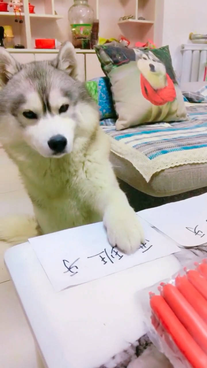 狗猜一成语_木猜一成语疯狂看图(2)