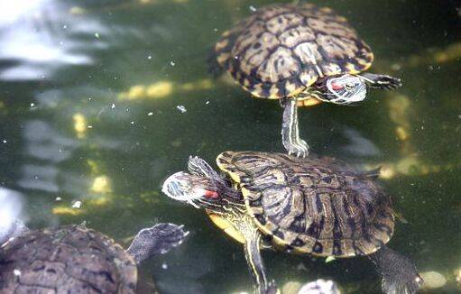 乌龟为什么不能放河里 53af1334d7cb41fd8cec74cfebb657d1.jpeg