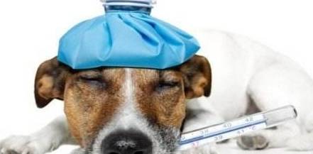 怎么看小狗有没有心脏问题 8ae34ab3fc8a42dba502d48b6d6277aa.jpeg