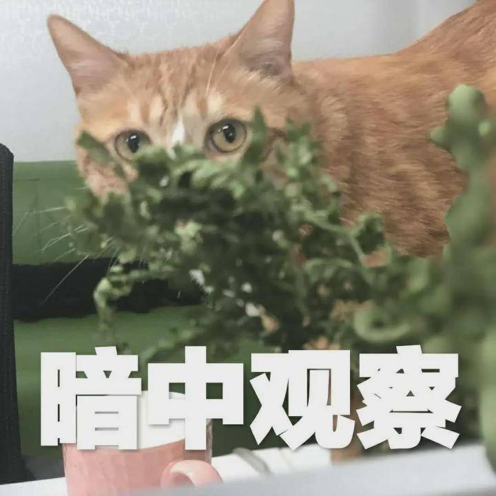 小猫老是吐 91a089f140644812bc92b5ca9eff6468.jpeg