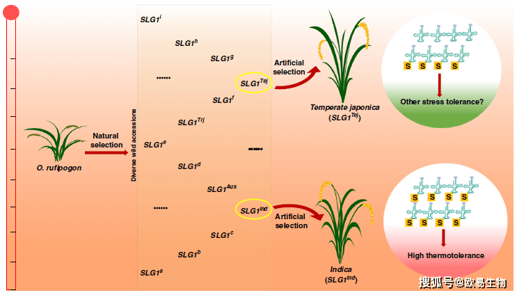 酵母文库及蛋白质组学助力水稻抵抗高温胁迫研究喜登nc(if:12.121)