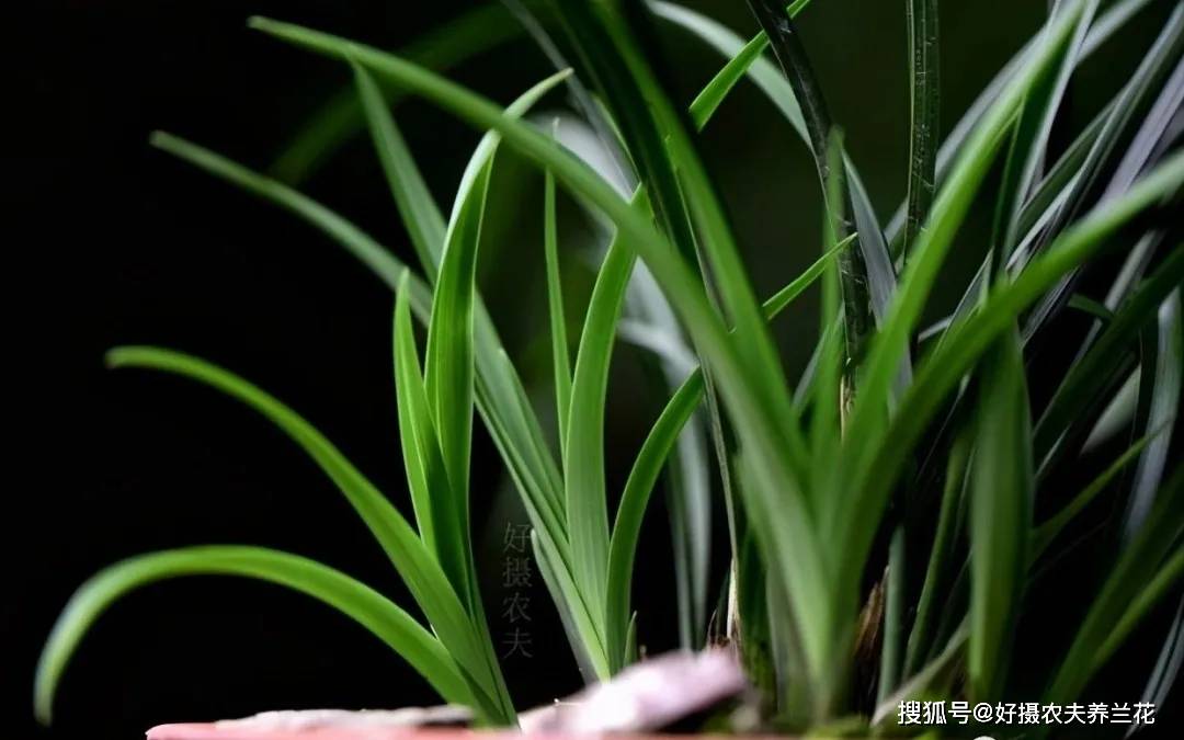 兰花什么季节分苗 0d26cf5c463044538a676639fa3653c6.jpeg
