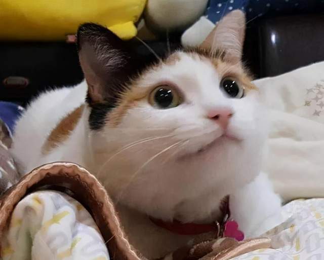 猫咪不爱你其实这10个小动作早就告诉你答案了