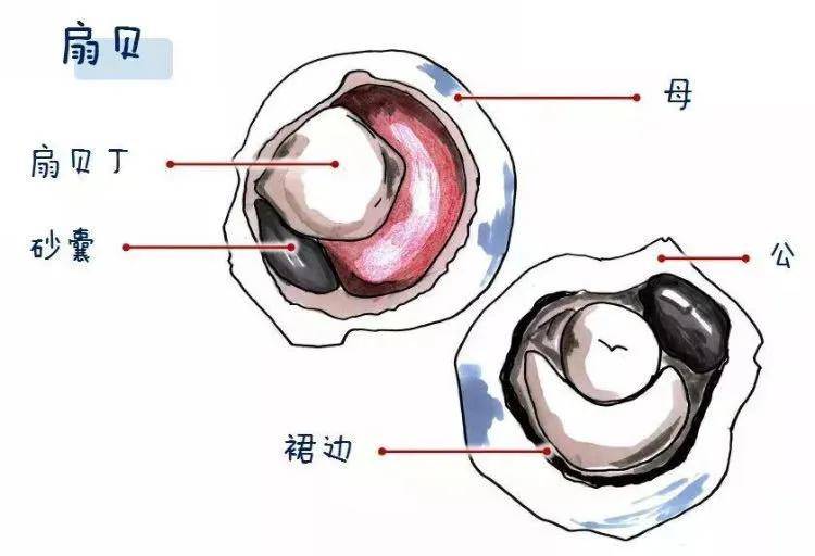 时下最鲜的秦皇岛味道味美价廉不容错过