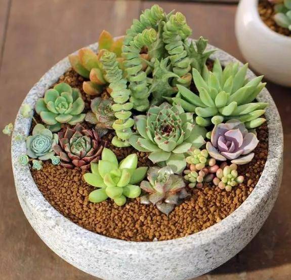 多肉怎样配土长得壮 d2128ad731ed4194ba94b1bc9bf658fc.jpeg