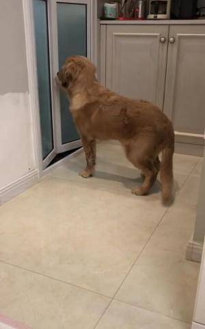 怎么教狗狗上厕所金毛 23fa25647ecf40b4915a51c2d536da3e.jpeg