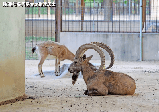 2020年生肖运气大排名_1982年属狗的人2020年运程