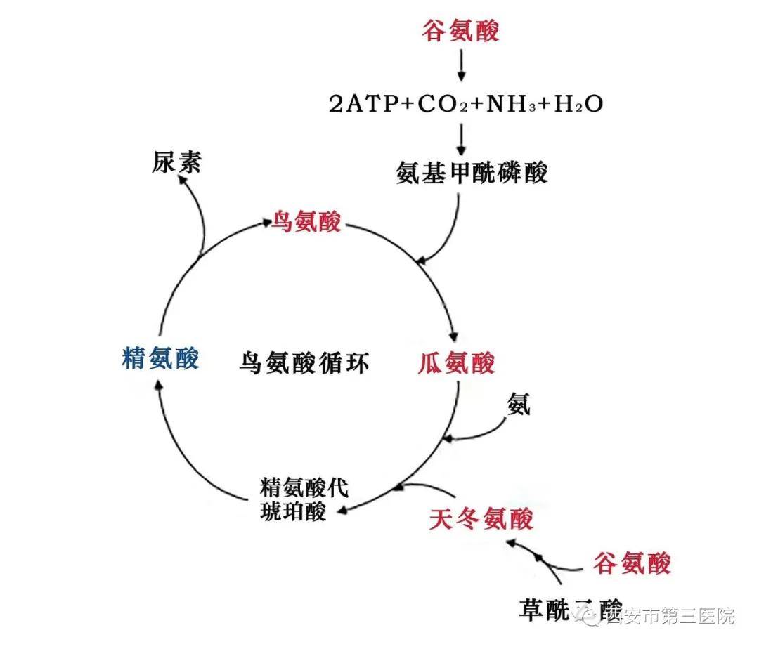 正常情况下,人体内的氨基酸处于一个平衡状态,氨基酸失衡是众多疾病