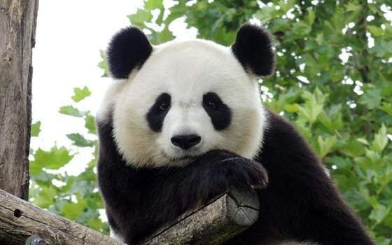 软萌熊猫,在上古时竟有如此霸气的名字,难怪食肉动物不敢欺负它