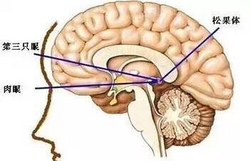 松果体：褪黑素松果体（又称：肉眼、第三只眼）一般认为它是我们的生物