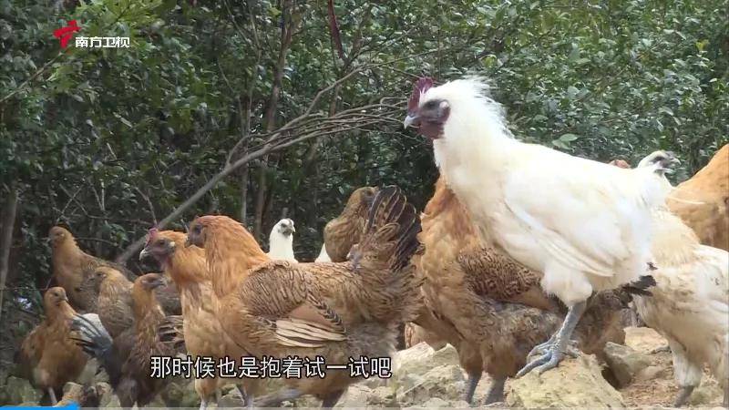 特别推荐:广西好嘢"凌云乌鸡"_韦阿婆