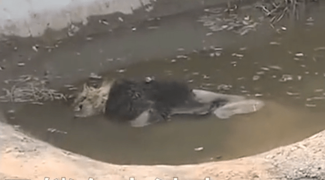 林业局回应狮子泡水池中死亡：系正常死亡 会做成标本