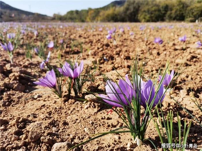 青岛首个藏红花种植基地迎来收获期小红花开出乡村振兴致富路