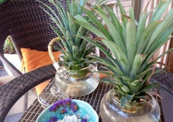 菠萝怎么种 水培 3975f9f45e024688a336b84975f5a46a.jpeg