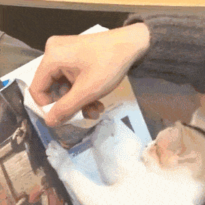 688122dd342a4d8faf5d94fdde86f7c5.gif