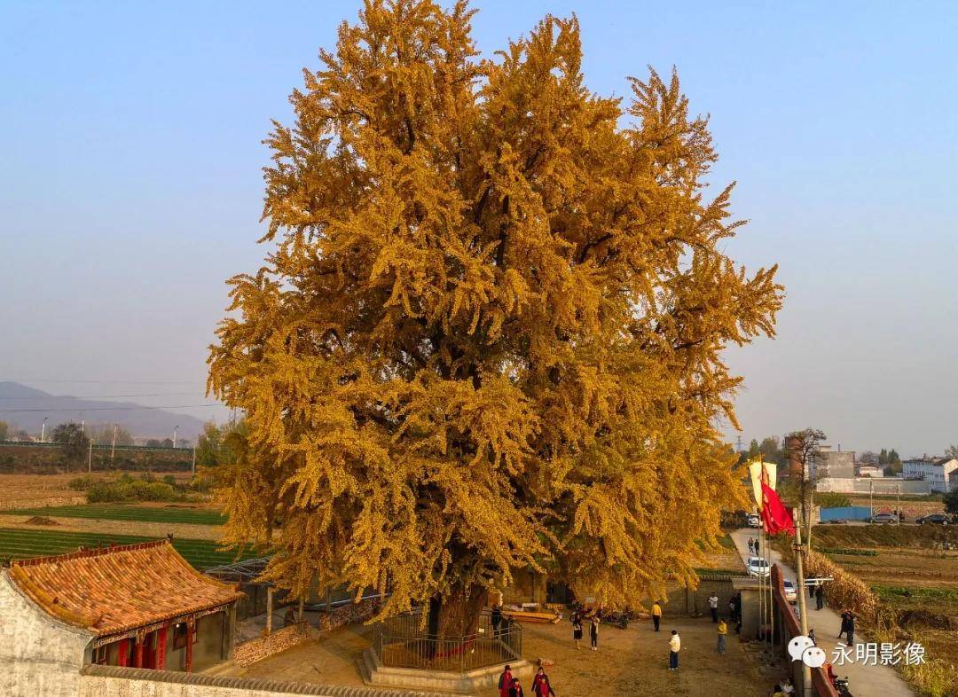 满地金黄 挥洒飞舞