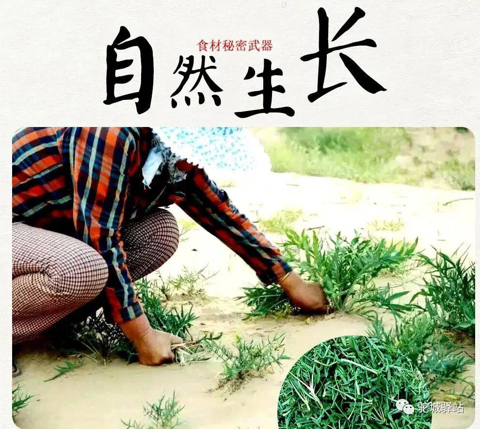 品尝那原汁原味的陕北味道沙盖菜
