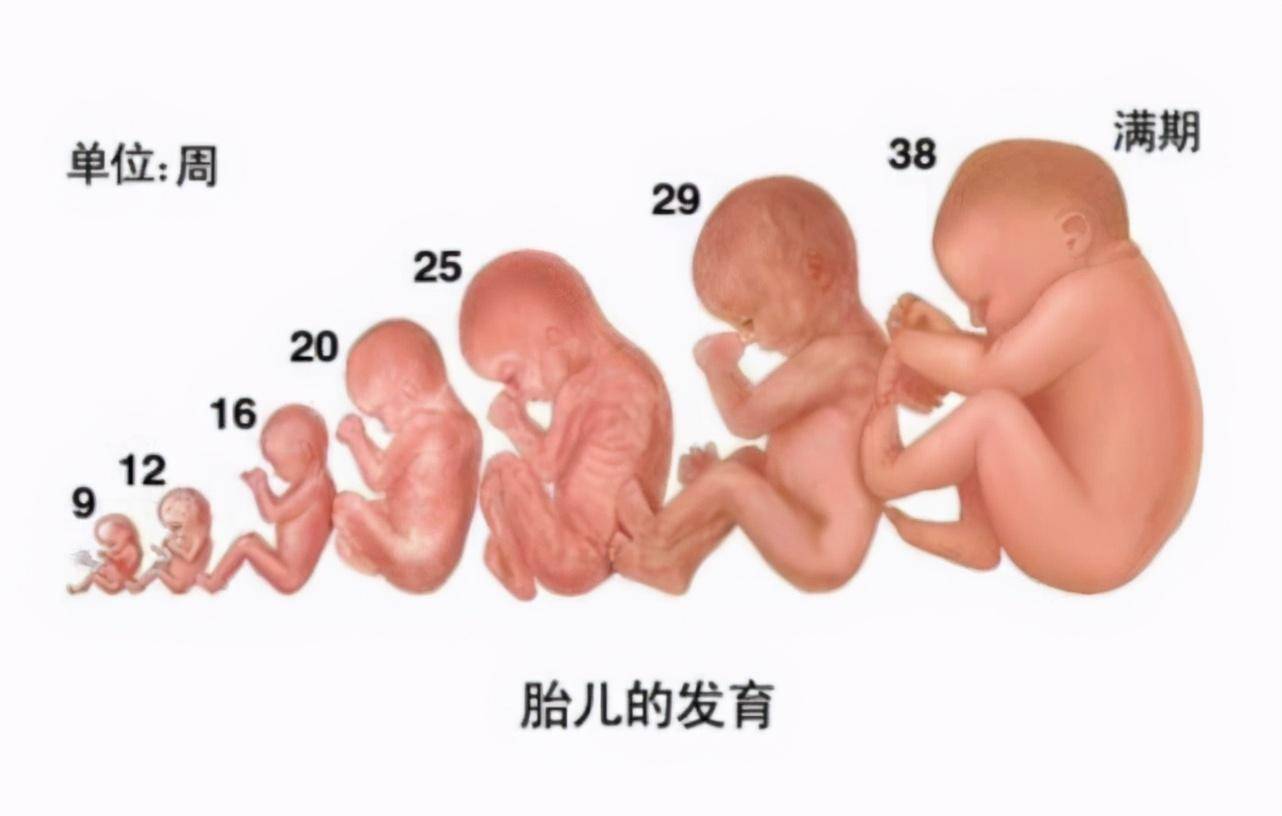怀孕2个月的胎儿有多大真实图片（2个月胎儿在孕妇肚子的这个位置，胎儿变化很大，这4点不要忽视） | 说明书网