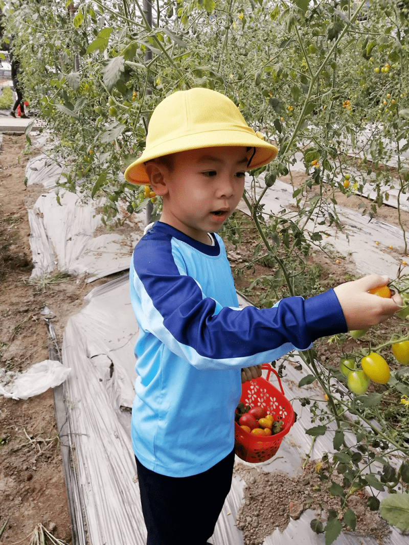 普林斯顿森林国际幼儿园草莓采摘_北京 普林斯顿国际幼儿园_自然教育课程采摘活动