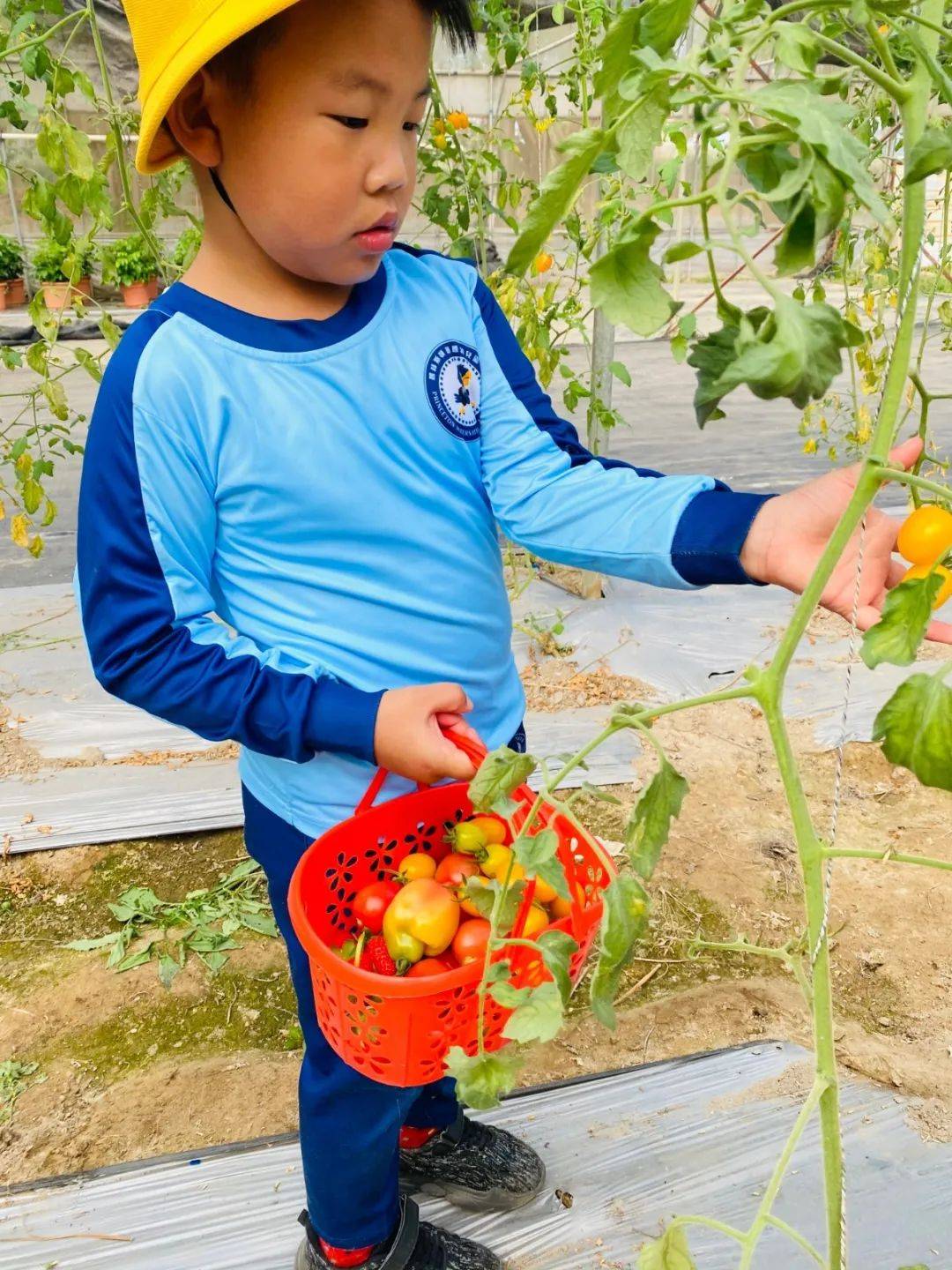 北京 普林斯顿国际幼儿园_普林斯顿森林国际幼儿园草莓采摘_自然教育课程采摘活动