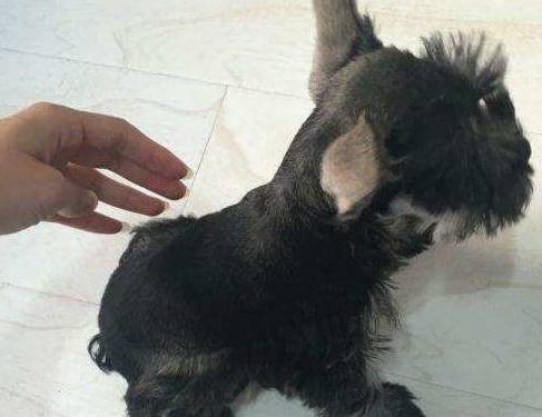 怎么看小狗是不是犬瘟细小 cc40148c80f24e67a34ed82cc83a25e8.jpeg