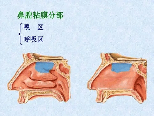 如何正常发音不伤声带 1a4e8f614b984c1f8b8c7e8cdc16d37c.png