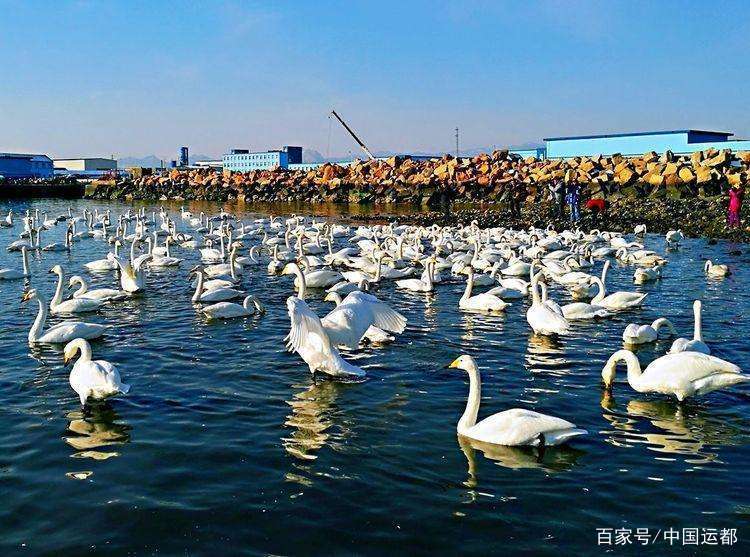 【威海运都】☆海识 渔民文九游会J9 J9九游会化之乡(图4)