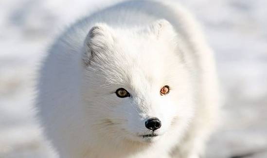 2,官方称北极狐,这种动物也有几个绰号,如白狐,极地狐或雪狐.