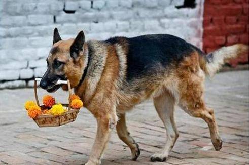 德国牧羊犬,"纯种犬"和"串串犬"如何区分?主要看这6个