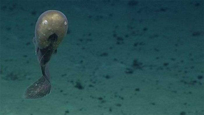 15种奇怪的生物 生活在世界最深处
