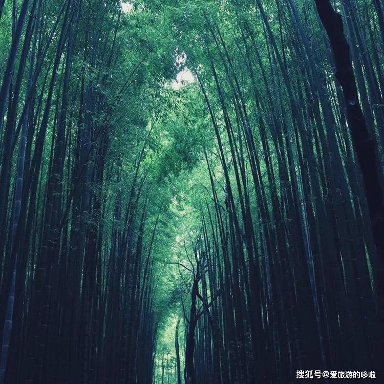到京都必打卡的岚山绝景,真的美如仙境_竹林