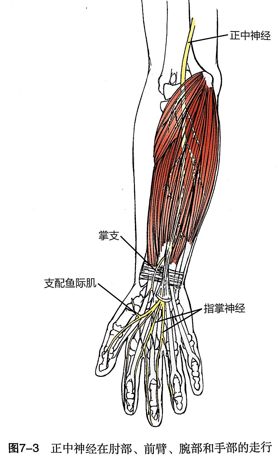 手麻也许是旋前圆肌综合征与腕管综合征神经根型颈椎病有区别