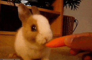 280d29c9e3ad41c2925b10a0c8b8487a.gif