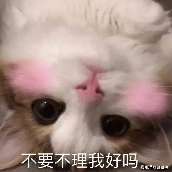 可爱表情包图片:猫咪愣住,可以闭上狗嘴了