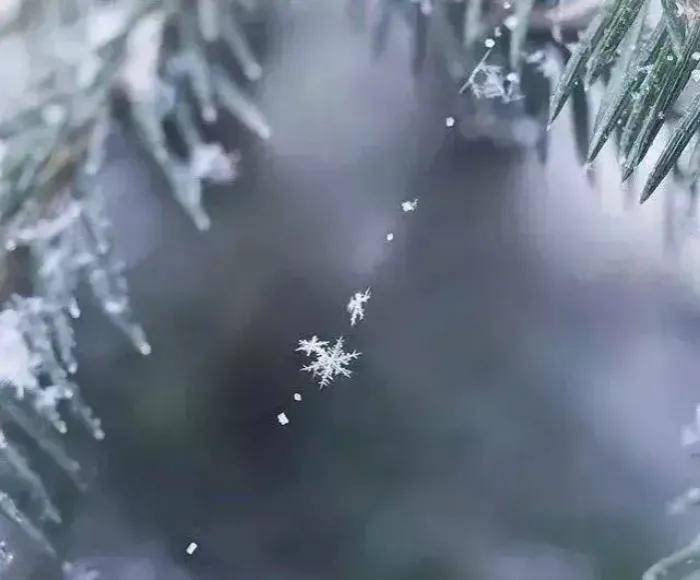 霜雪吹满头,也算是白首