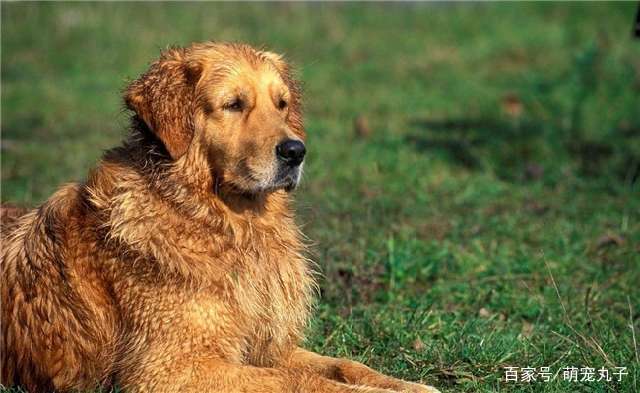 金毛吃海苔会怎么样