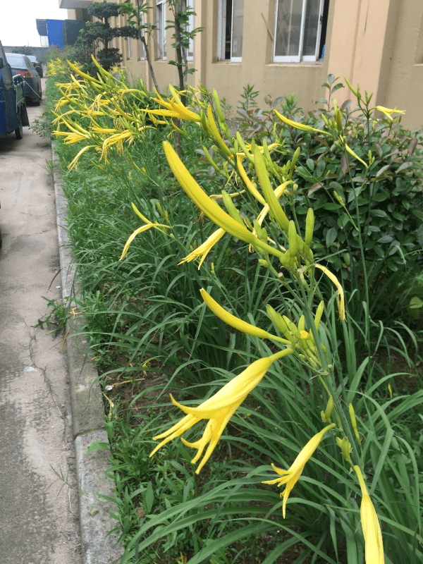 原创黄花菜和大花萱草傻傻分不清楚学会这几招教你轻松辨认