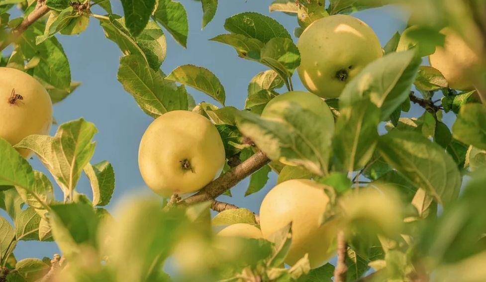 苹果加胡萝卜有什么功效 1944dd1d91b74ab790478478f8615a5d.jpeg