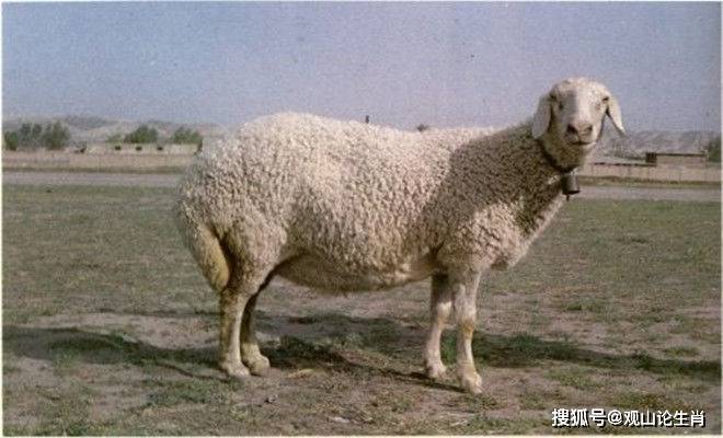什么时候羊穿 624b3aa5e2df49bbb000bce2a21d9de9.jpeg