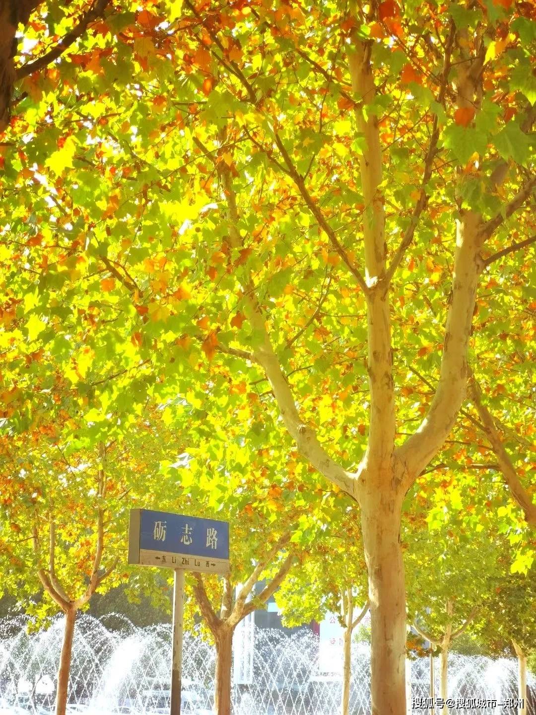 郑州财经学院百米法桐落叶犹如电影