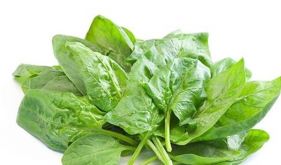 什么时间种菠菜最好 8ffc3ff00bd8418dad6fdabf9a2df3db.jpeg