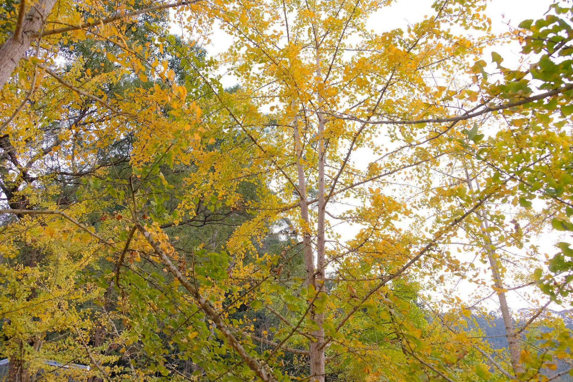 广东原来也有这么美赏秋胜地，不用去腾冲，也能邂逅绝美的银杏林