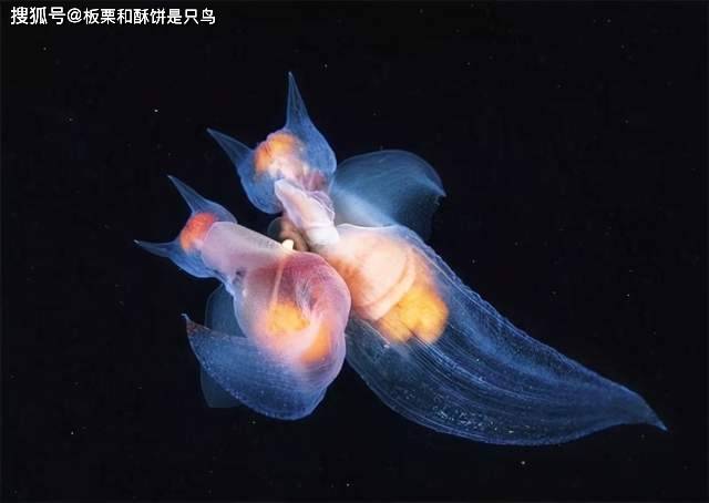 原创海天使生活在极地透明的身体长有翅膀被人们视为好运的象征