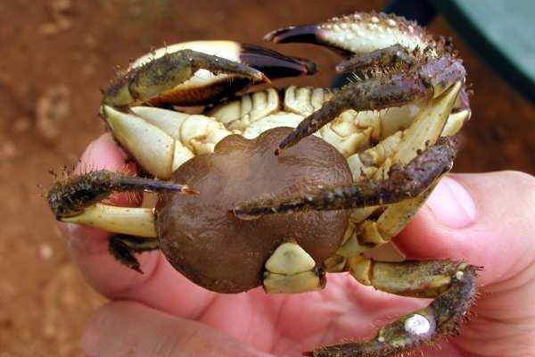 原创蟹奴是什么样的生物?寄生在螃蟹体内控制其交配,使其成"僵尸"