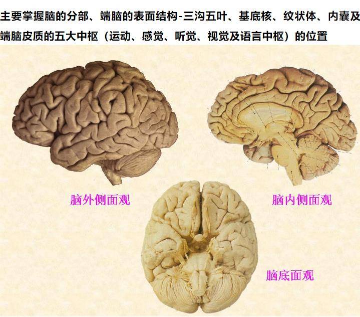 中枢神经系统解剖:脑干,小脑及间脑