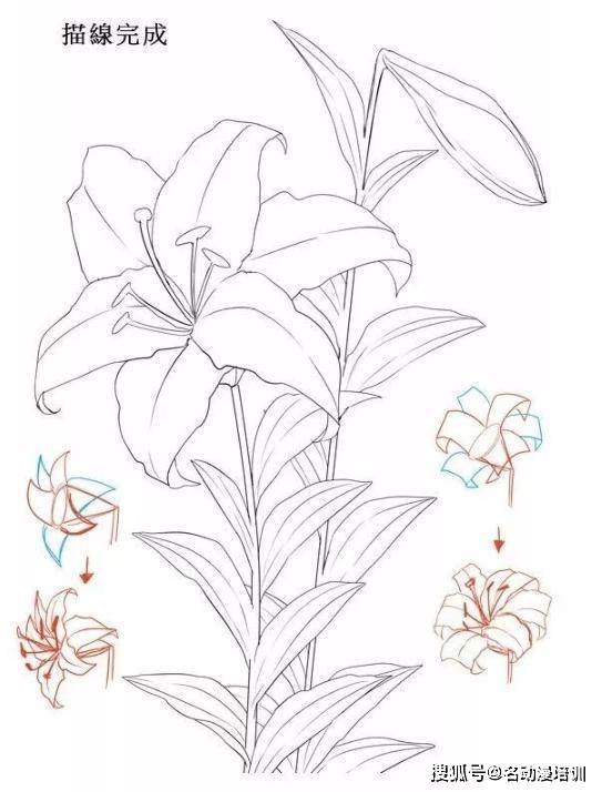 最漂亮的百合花怎么画百合花画法步骤教程