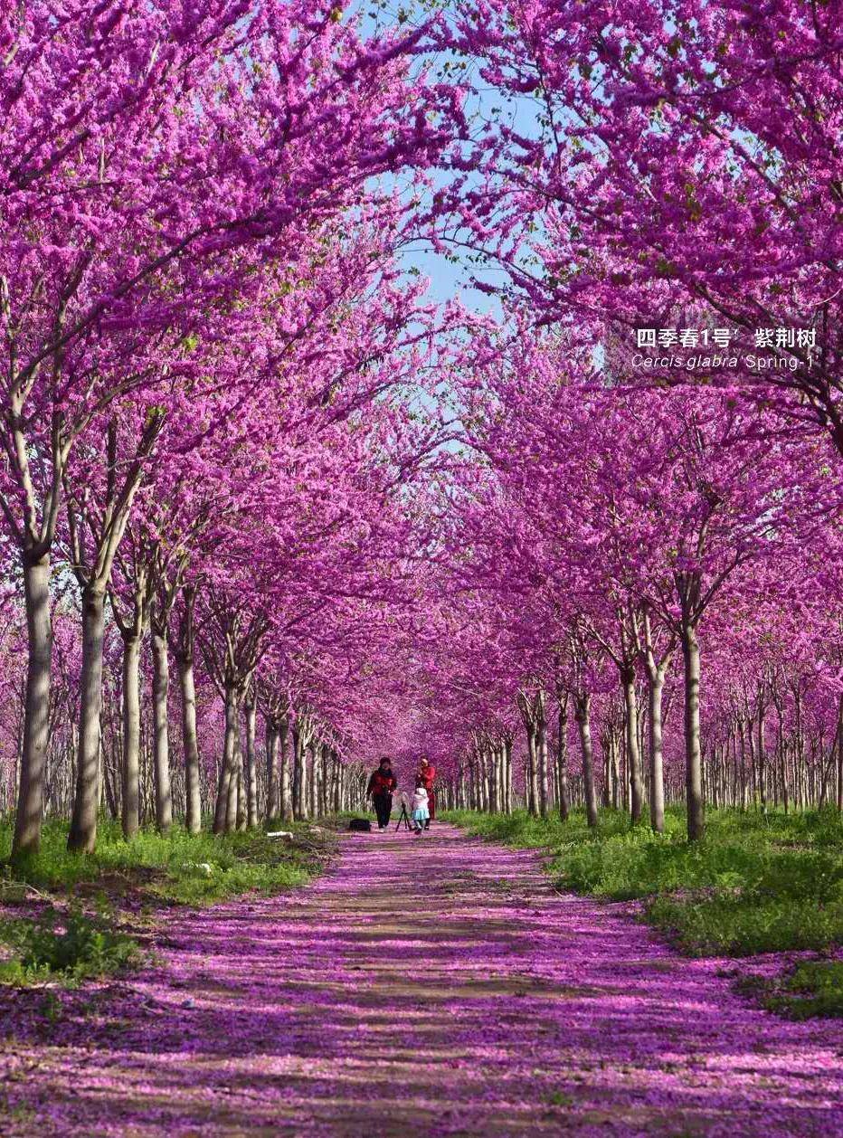 "四季春1号"紫荆树,在地产景观中的用法参考