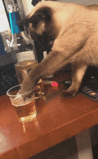 原创搞笑gif段子你们遛娃遛狗我遛猪