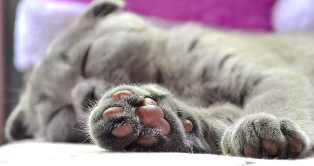 猫放屁很臭如何解决 5219ac0d96de4f9497818028de34b5d2.jpeg