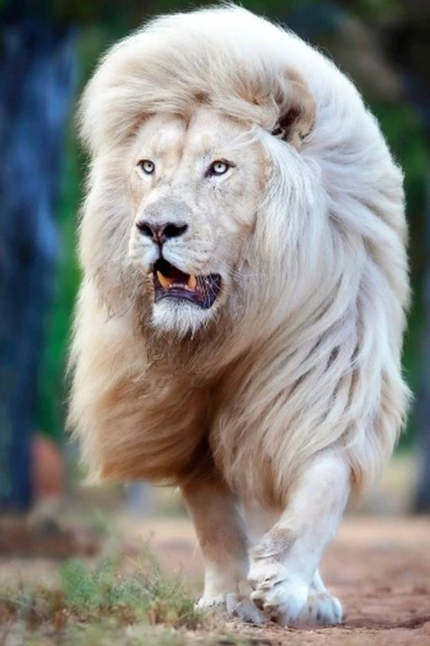 鬃毛的魅力:你见过白色雄狮吗?看这一头完美无瑕且飘逸的鬃毛